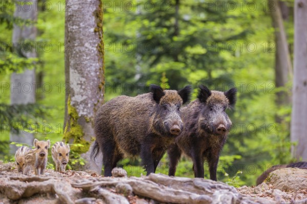 Wild boar (Sus scrofa), adults and piglets, forage for food on the forest floor