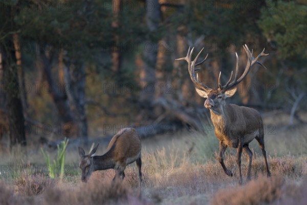 Red deer in rut, Hooge Veluve, Holland