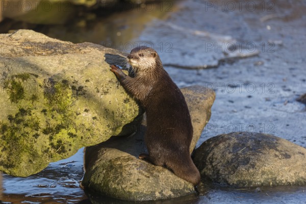 One oriental small-clawed otter or Asian small-clawed otter (Aonyx cinerea), plays with a small piece of ice on a frozen pond