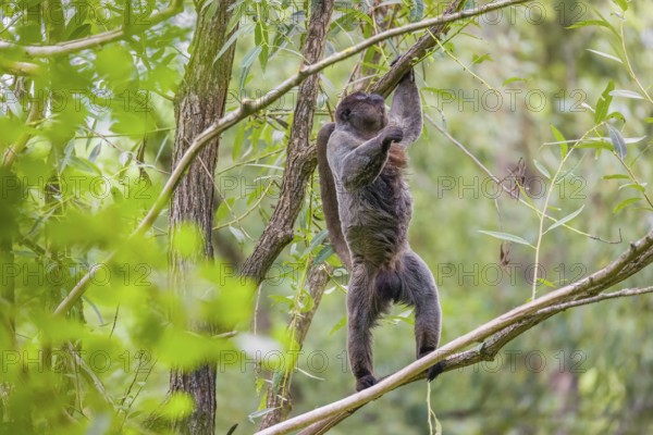 A common woolly monkey, brown woolly monkey, or Humboldt's woolly monkey (Lagothrix lagothricha) sits in a tree and eats