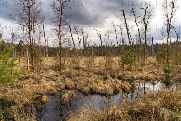Ribnitzer Großes Moor nature reserve near Graal-Müritz, Mecklenburg-Western Pomerania, Germany, Europe