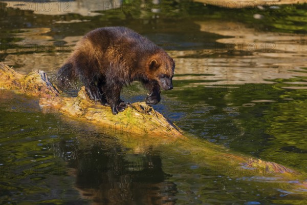 One wolverine (Gulo gulo) runs along a log lying in the water