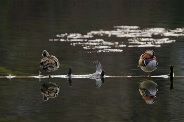 Mandarin ducks (Aix galericulata), male and female, front view, standing on tree trunk, reflection, Hechtsee, Kufstein, Tyrol, Austria, Europe