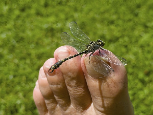 Onychogomphus forcipatus (Onychogomphus forcipatus) sitting on foot toe, Lake Neubeur, Bavaria, Germany, Europe