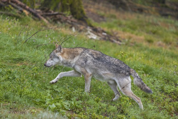 One adult male eurasian gray wolf (Canis lupus lupus) walking through the green undergrowth at a forest edge