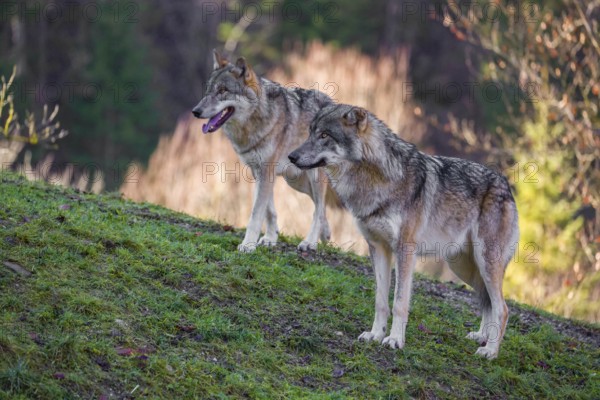 Two adult male eurasian gray wolves (Canis lupus lupus) stand on a green meadow on hilly terrain
