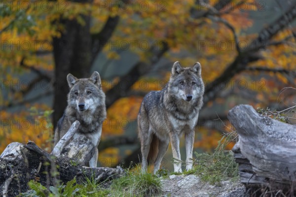 Two eurasian gray wolf (Canis lupus lupus) standing between logs on a hill with a forest in fall colours in the background