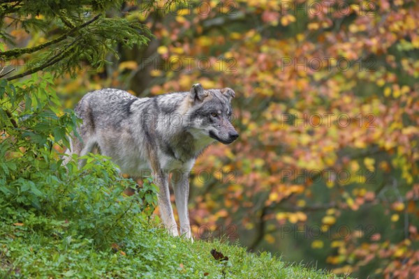 An adult male eurasian gray wolf (Canis lupus lupus) stands on a green meadow on hilly terrain. Fall foliage is in the foreground