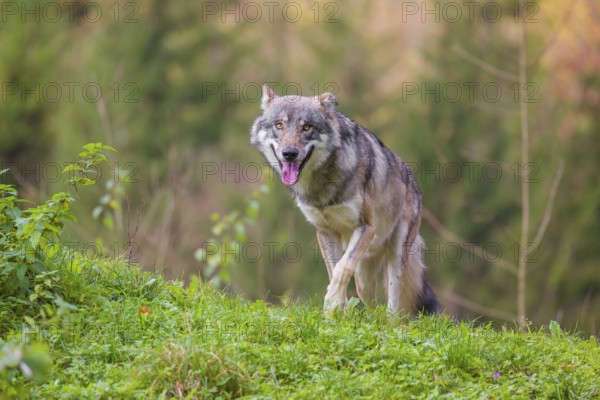 An adult male eurasian gray wolf (Canis lupus lupus) stands on a green meadow on hilly terrain. A forest in fall foliage is in the background