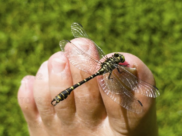 Onychogomphus forcipatus (Onychogomphus forcipatus) sitting on foot toe, Lake Neubeur, Bavaria, Germany, Europe