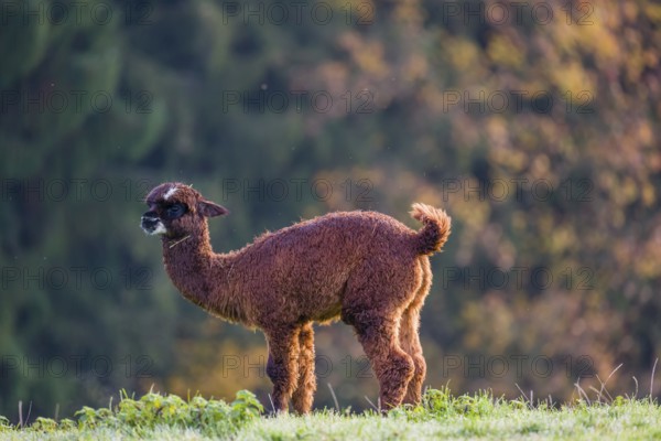 A young brown Alpaca (Vicugna pacos) stands on a green meadow