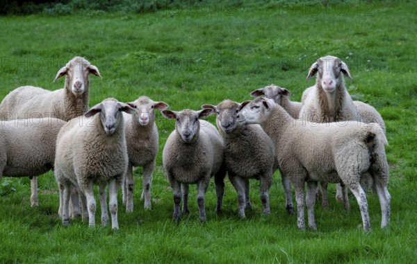 Sheep (Ovis) in a meadow, Münsterland, North Rhine-Westphalia, Germany, Europe