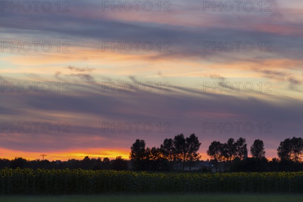 Sunset in the sky with sunflower field and row of trees, Großenhain, Saxony, Germany, Europe