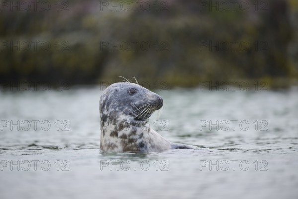 Grey seal (Halichoerus grypus) looking out of the water while swimming in the sea, Düne, Helgoland, Schleswig-Holstein, Germany, Europe