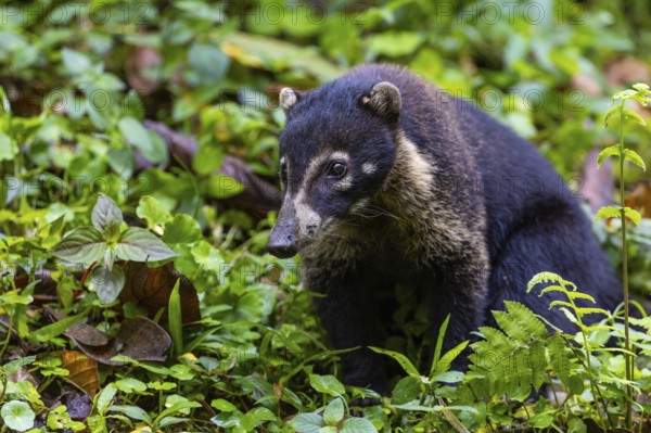 Coati (Nasua narica), Mammals (Mammalia), Alajuela, Costa Rica, Central America