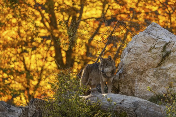 One eurasian gray wolf (Canis lupus lupus) standing on a log on a small hill with a bright and colourful fall foliage in the background