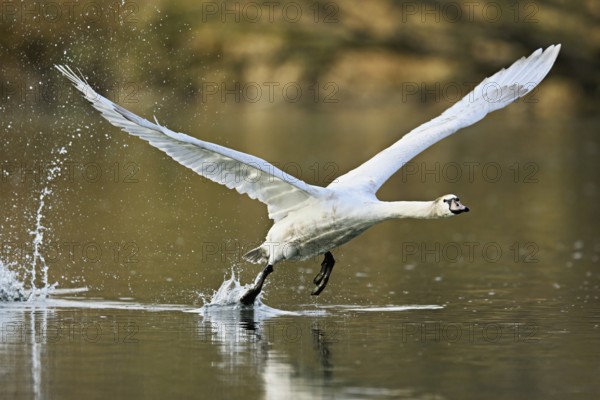 Mute swan (Cygnus olor), taking off from the water, Flachsee, nature reserve, Reusstal, Canton Aargau, Switzerland, Europe