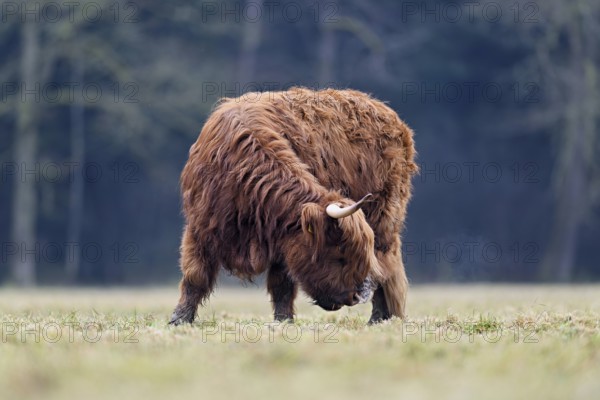 Highland cattle (Bos taurus), adult animal with one horn eating grass, Switzerland, Europe