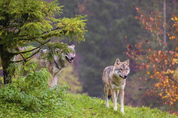 An adult male eurasian gray wolf (Canis lupus lupus) stands on a green meadow on hilly terrain. A forest in fall foliage is in the background