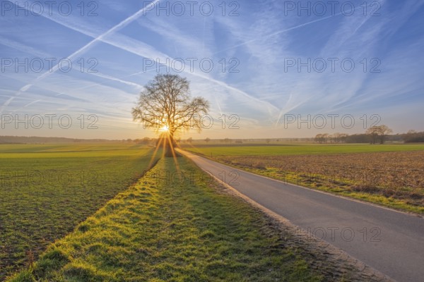 View along a road to a solitary tree in an agricultural environment with a blue sky streaked with vapour trails at sunset, Schneeren, Neustadt am Rübenbgere, Hanover Region, Lower Saxony, Germany, Europe