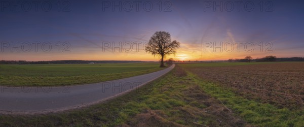 View along a road to a solitary tree in an agricultural environment with blue sky streaked with vapour trails at sunset, Panorama, Schneeren, Neustadt am Rübenberge, Hanover Region, Lower Saxony, Germany, Europe