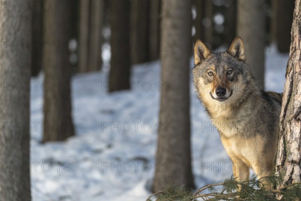 Portrait of one male eurasian gray wolf (Canis lupus lupus) standing between trees in a snowy forest in sweet morning light