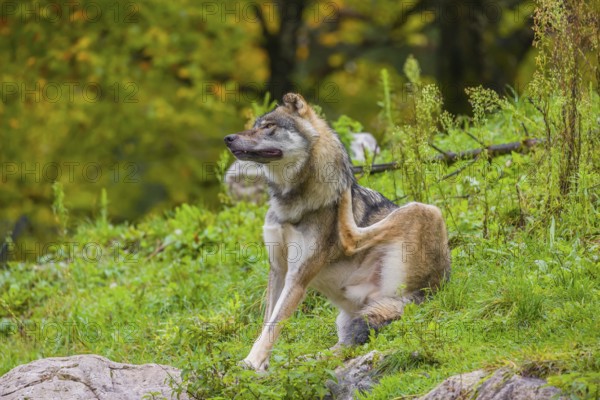 An adult male eurasian gray wolf (Canis lupus lupus) sits on a green meadow on hilly terrain, grooming himself
