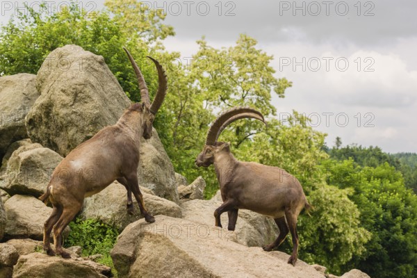 Two male ibex (Capra ibex) are standing on a rock and playfully fighting. A green forest can be seen in the background