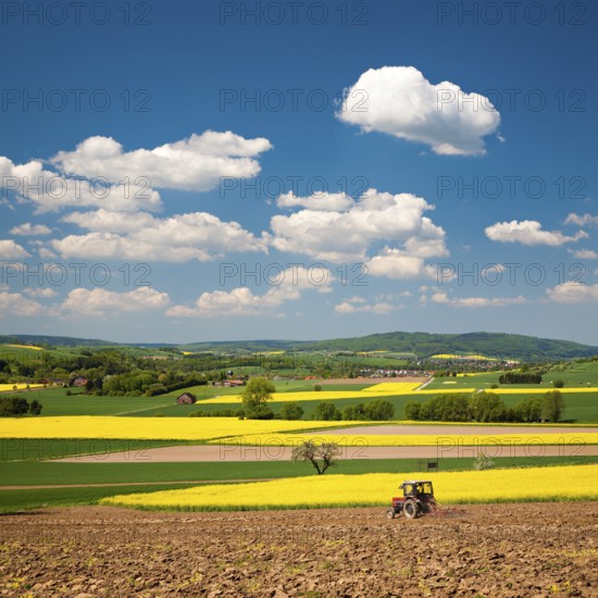Field landscape in Solling with blooming rape fields under a blue sky with cumulus clouds in spring, a tractor ploughs on the field, Solling-Vogler nature park Park, Lower Saxony, Germany, Europe