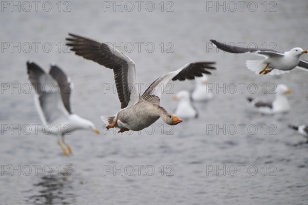 Graylag goose (Anser anser) strats flying from the water, Düne, Helgoland, Schleswig-Holstein, Germany, Europe