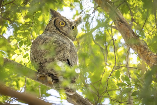 The yellow eyed great horned owl resting in the tree
