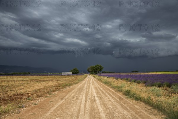 Gravel road through lavender field, flowering true lavender (Lavandula angustifolia), thunderstorm atmosphere, storm clouds, near Puimoisson, Provence, Provence-Alpes-Cote d Azur, South of France, France, Europe