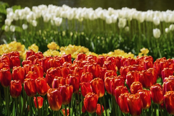 Blooming red tulips flowerbed in Keukenhof flower garden, also known as the Garden of Europe, one of the world largest flower gardens and popular tourist attraction. Lisse, the Netherlands