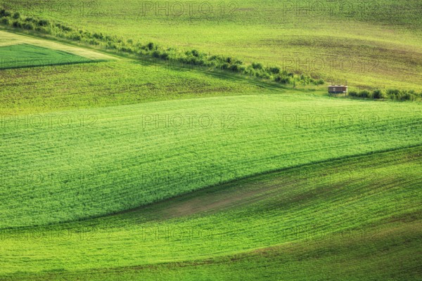 Rolling landscape of green fields in South Moravia, Czech Republic, Europe
