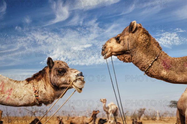 Camels at Pushkar Mela (Pushkar Camel Fair) against blue sky. Pushkar, Rajasthan, India, Asia