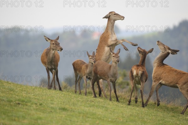 Red deer (Cervus elaphus) quarrelling clear deer in a mountain meadow during the rut, Allgäu, Bavaria, Germany, Europe