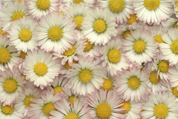 Common daisy (Bellis perennis), medicinal plant, naturopathy classifies the daisy among other things as stimulating the metabolism, expectorant and anti-inflammatory, used e.g. for respiratory and skin diseases as well as injuries. The daisy was named medicinal plant of the year 2017