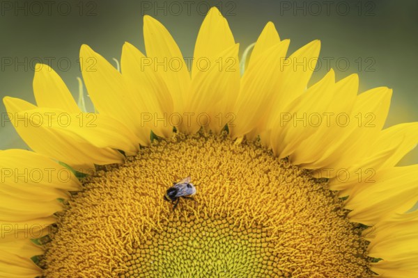 A bumblebee sits on the blossom of a sunflower in a wildflower field near Frankfurt am Main. Numerous such wildflower fields have been created to provide habitats for bees, bumblebees and other insects, Frankfurt am Main, Hesse, Germany, Europe
