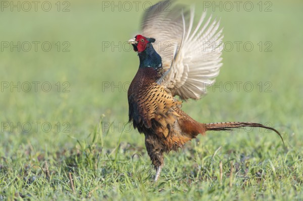 Pheasant (Phasianus colchicus), courtshiping cock, Upper Austria, Austria, Europe