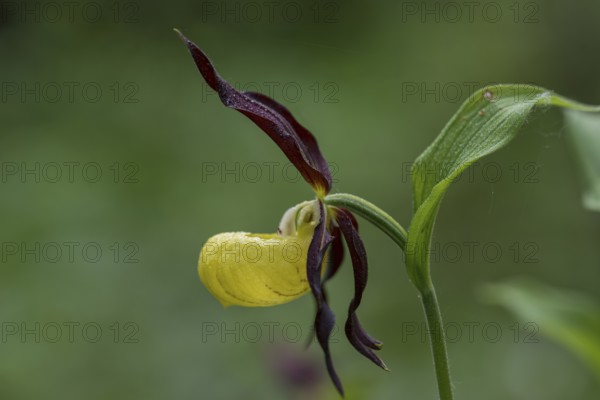 Yellow lady's slipper orchid (Cypripedium calceolus), Kalkalpen National Park, Upper Austria, Austria, Europe