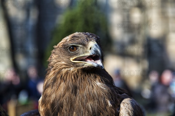 Steppe Eagle (Aquila nipalensis) of Horus Falconry, calling, Medieval Market Mystica Hamelon, Hamelin, Lower Saxony, Germany, Europe