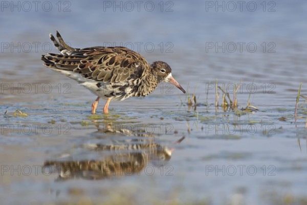 Ruff (Philomachus pugnax) in shallow water, Burgenland, Austria, Europe