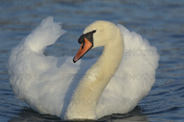 Mute Swan (Cygnus olor), Upper Austria, Austria, Europe