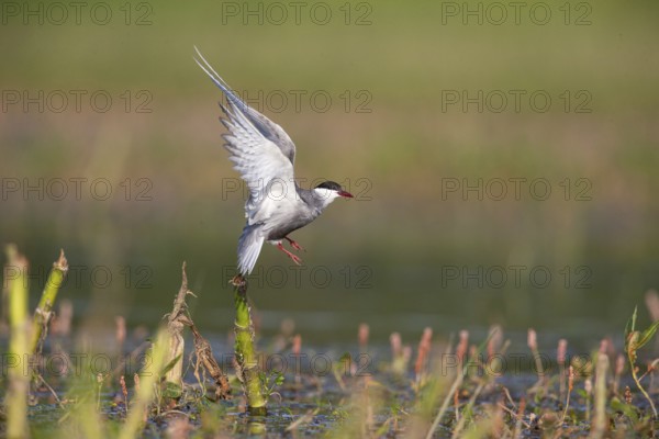 Whiskered Tern (Chlidonias hybridus) Hungary