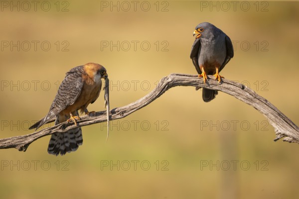 Red-footed falcon (Falco vesperetinus) Male handing over a captured lizard to female, Hungary, Europe