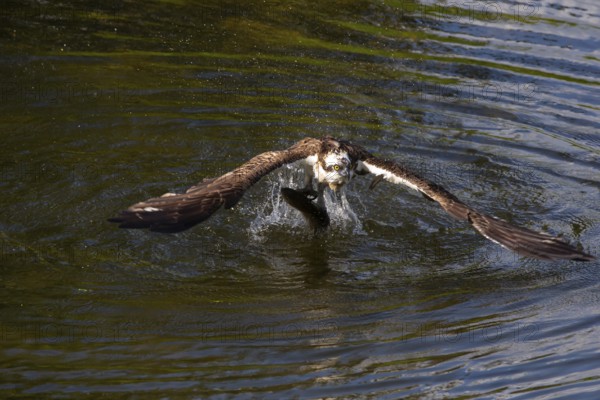 Western osprey (Pandion haliaetus) fishing, Finland, Europe
