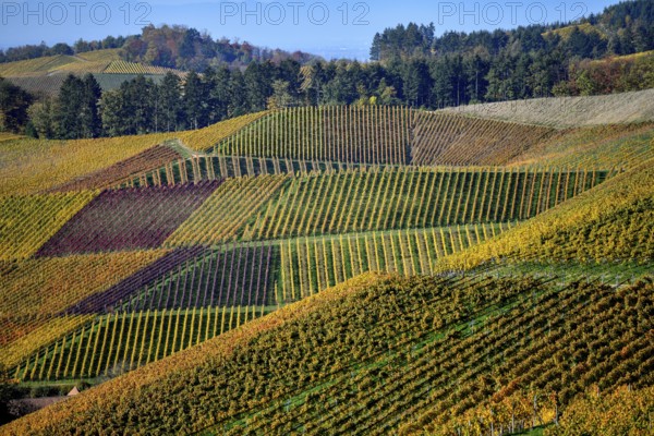 Vineyards coloured in autumn, near Durbach, Ortenaukreis, Black Forest, Baden-Württemberg, Germany, Europe