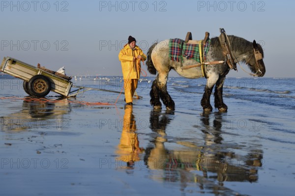 Horse fishermen at work, catching Brown shrimp (Crangon crangon), Koksijde, North Sea coast, province of West Flanders, Belgium, Europe