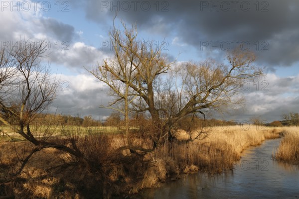 Reeded ditch, beaver territory, Middle Elbe Biosphere Reserve, Saxony-Anhalt, Germany, Europe
