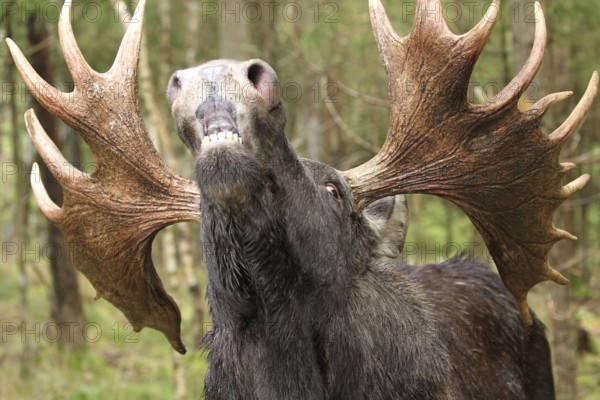 Elk (Alces alces) bull during rut, captive, southern Sweden, Sweden, Europe